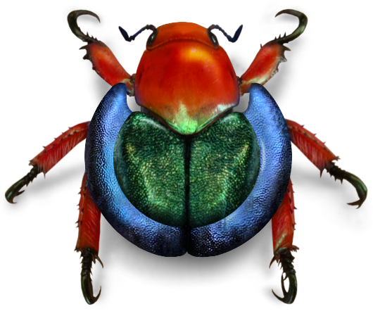Wikimedia beetle.png