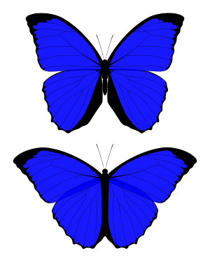 Butterfly comparison.svg