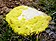 Yellow slime mold.jpg