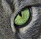 Cats eye.jpg