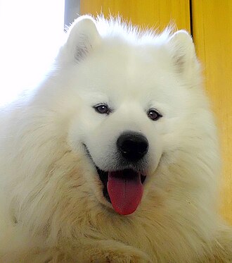 Samoyed.jpg