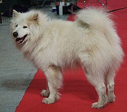Samojed LM.jpg