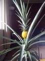 Pineapple thing.jpg