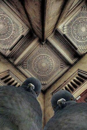 The pigeons were Concerned.jpg